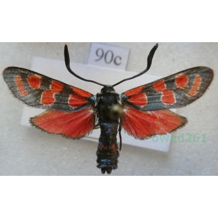 Zygaena carniolica (Scopoli, 1763) Kraśnik rzęsinowiec Poland90c